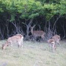 가야사슴민박 이미지