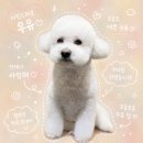 블루큐브 | 비숑프리제 우유의 보습 진정 케어 후기｜인천 비숑미용 블루큐브