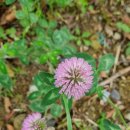 천마산10리길 이미지