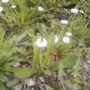 하얀민들레 이미지