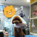 뿌이숑 이미지
