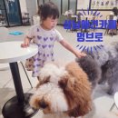 멍브로 | 성남애견카페 고양이카페 아이와가볼만한곳 멍브로