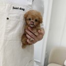 토이주니