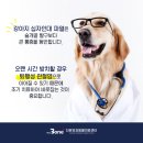 따스한 동물병원 | 부산 대형견 십자인대 파열 수술 동물병원, 보리 보호자님의 따스한 후기 ♥