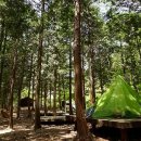 남해편백자연휴양림 이미지