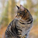 드럼통고양이 이미지