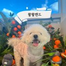 왈왈애견 | 연산동 100평 실내 애견카페 왈왈랜드 방문 후기