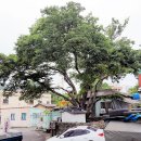 느티나무 이미지