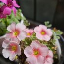 새한사랑약국 이미지