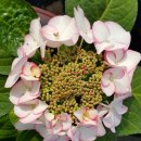 사오리농장 이미지