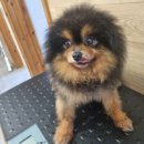 서부119안전센터 | 전북 전주 포메라니안, 전주 포메라니안, 서부119안전센터에 치아…거의 없는 아이 발견! 애처로운 눈빛...