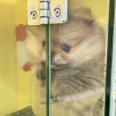 퍼피하우스 | [광주 이색데이트 코스] 수완지구 퍼피하우스 공방 원데이클래스 후기