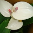 챔피언농장 이미지