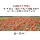 농부청과 이미지