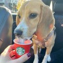 멍푸치노 이미지