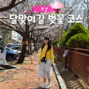 산책 | 부산 해운대 벚꽃 명소｜달맞이길 벚꽃 산책 코스 후기