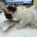 도그플러스 동물병원 마산점 이미지