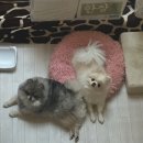 그루비멍 이미지