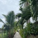 포즈포켓볼 | 두바이&amp;모리셔스 6박 9일 신혼여행후기_모리셔스 2편❤️