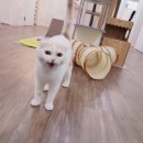 멍베베그루밍 이미지