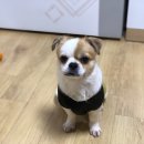 식도그락 이미지