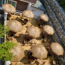 클리어비치 이미지