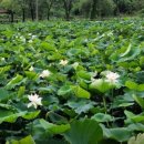 연근농장 이미지