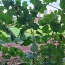 성거초등학교 병설유치원 이미지