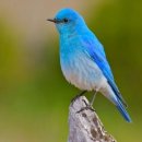 파랑새2 이미지