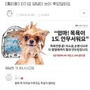 강아지가 목욕을 두려워하지 않게된다는 상품 이미지