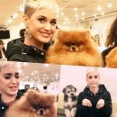 스마일애견 이미지