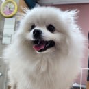 미모아애견 이미지