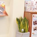 소우주 애견미용실 이미지