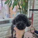 아롱애견미용실 이미지