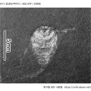 곤충(물자라 추정) 화석 [중생대 백악기 / 경남 진주 / 김현대] 이미지