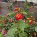 미견미묘 이미지