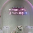 유니댕댕 이미지