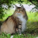 노르웨이숲 - 서산시 안견로 235 | 노르웨이숲