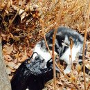 광명시민체육관 이미지