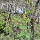 길안청송로(길안면) 이미지