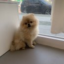 그루밍 아뜰리에 이미지