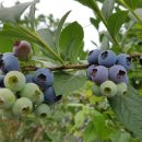 금율로 2 이미지