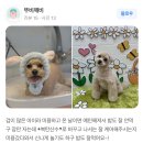깨비 애견미용 이미지