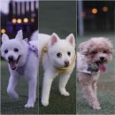 브라보댄스학원 | 평범한게 제일 어려운일, 그걸 내가해냄^^ 8월 첫주 단비일상
