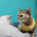 라임캣가든 이미지