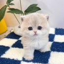 대구고양이분양 테디럽 이미지