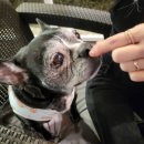 안녕바다팬션5 | 거제도 오션뷰 애견 풀빌라 추천 개별수영장 운동장까지 완벽한 독독팬션 솔직 후기