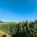 용이네 농장 이미지