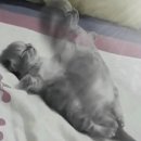 천안문짬뽕 - 창녕군 남지철교길 4 | 천안문짬뽕