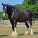 (주)삼마산업 | 말종류특징 말동물 황소처럼 거대하고 강력한 말들